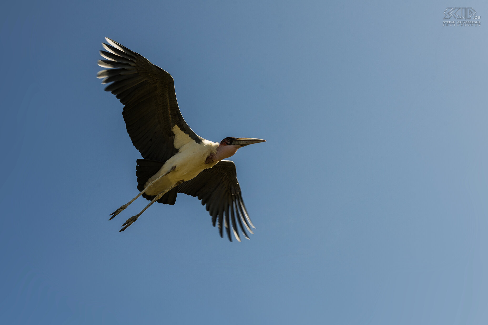 Lake Awassa - Marabu  Stefan Cruysberghs